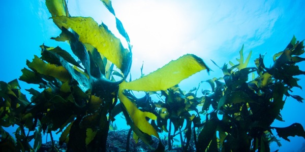 ¿Qué beneficios tiene para tu piel el extracto de algas marinas?