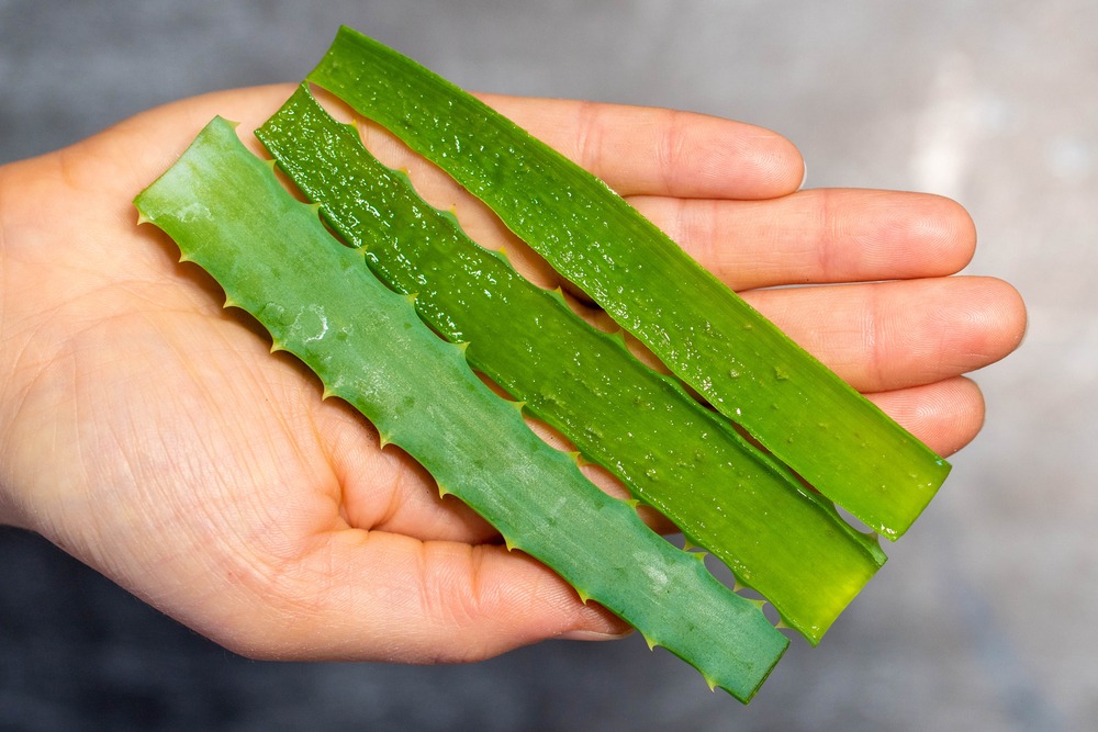 Cómo cortar hojas de aloe vera. Te lo enseñamos aquí