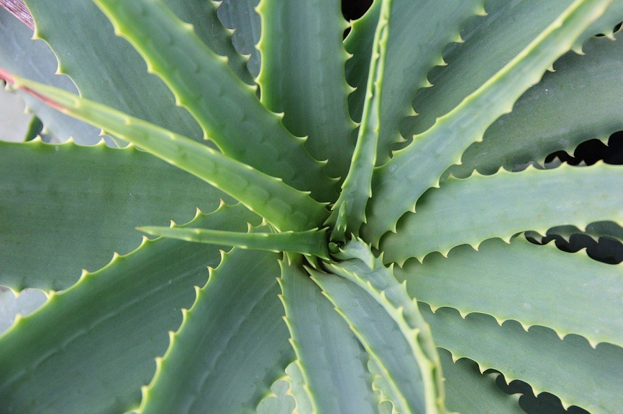 Descubre las propiedades del Aloe Vera